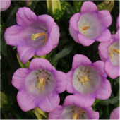 Колокольчик средний Campana Lilac