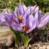 Крокус Ботанический Sativus Saffron